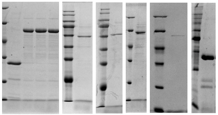 江苏亚星yaxing登录平台|生物医药|重组胶原蛋白|unicollagen